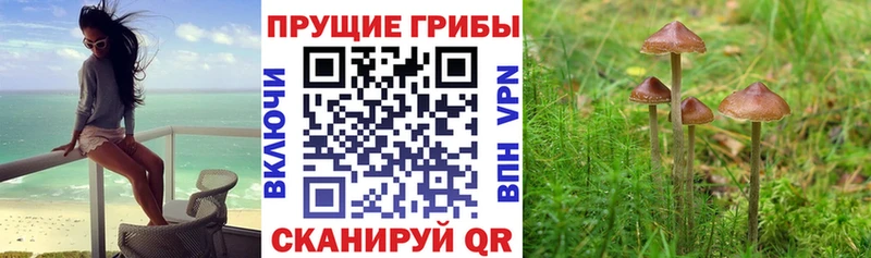 Псилоцибиновые грибы Psilocybine cubensis  Амурск 
